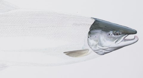 116 cm salmon Thomas Weiergang copyright