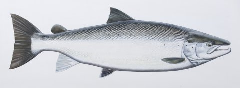 Trophy salmon for Henrik Kassow