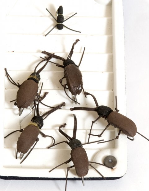 Giant Stag Beetle Thomas Weiergang Copyright