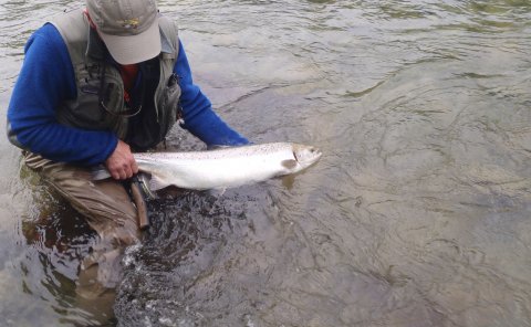 Dry fly salmon